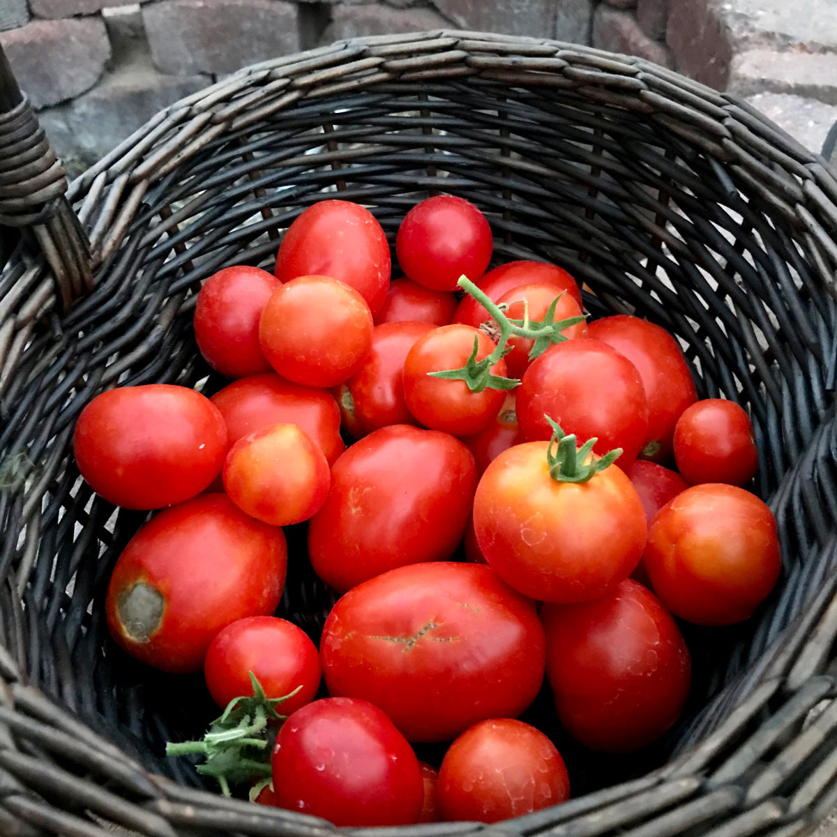 Five Reasons to Plant a Garden