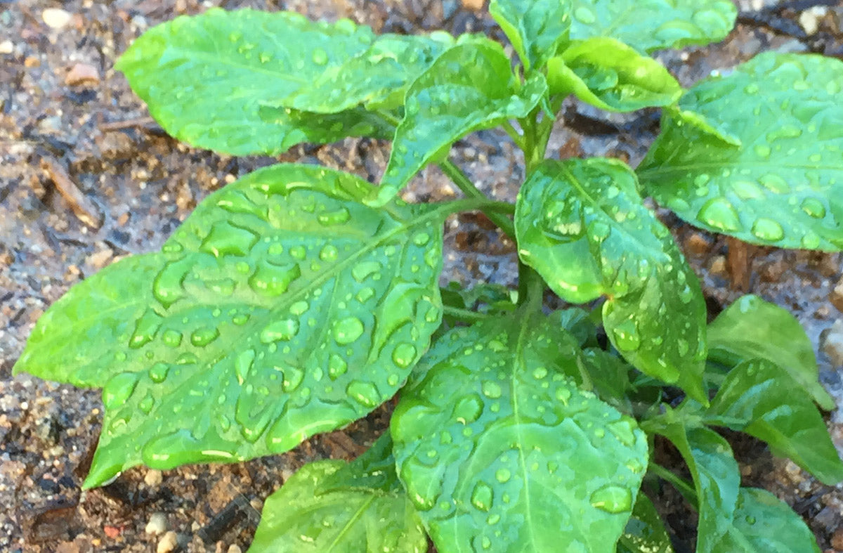 Get Your Green Thumb: A quick guide to help you dive into basic vegetable gardening.