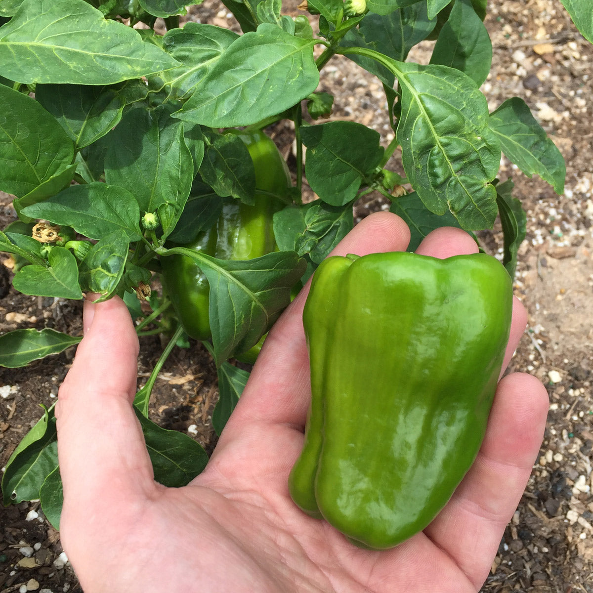 Five Tips for Growing Veggies in Phoenix, AZ
