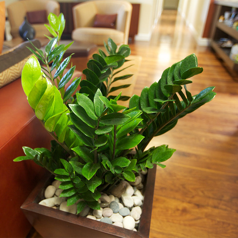 Photo of AGI plants in a local residence