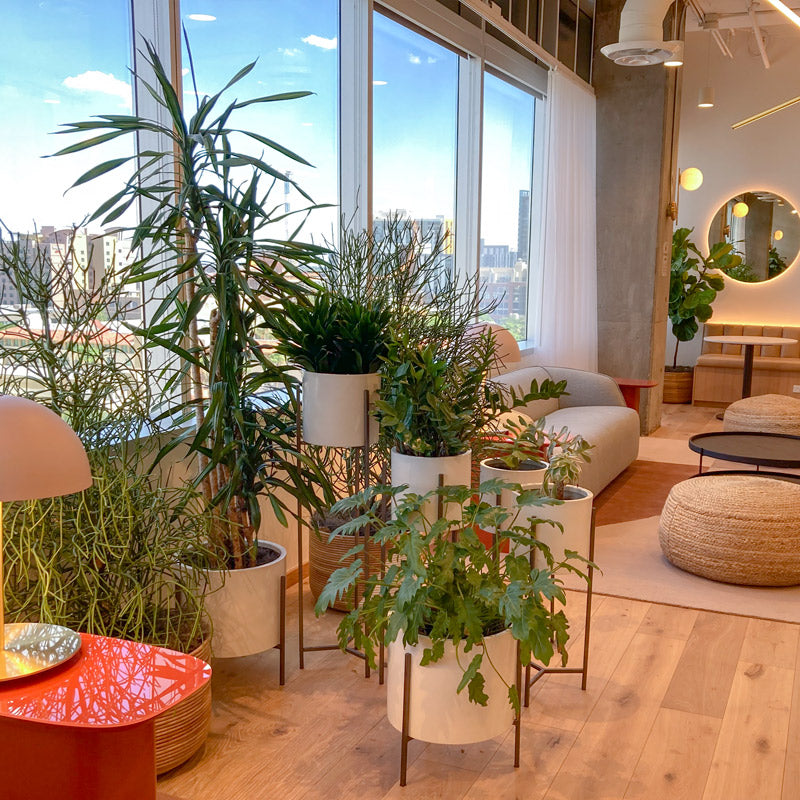 Photo of AGI plants in a local office building